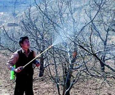 Cherry tree planting techniques
