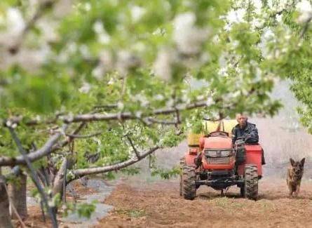 Cherry tree planting techniques