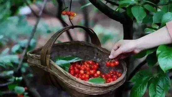 Cherry tree planting techniques