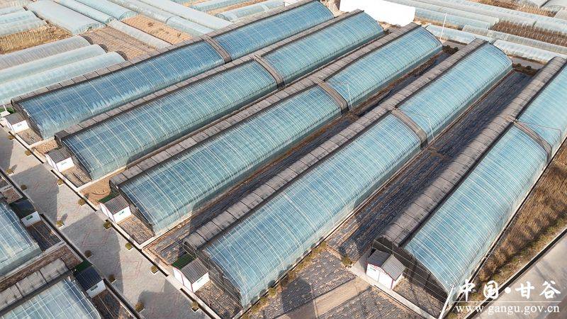 冬季西红柿种植技术