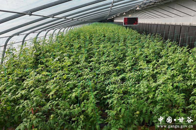 冬季西红柿种植技术