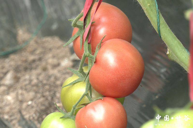 冬季西红柿种植技术