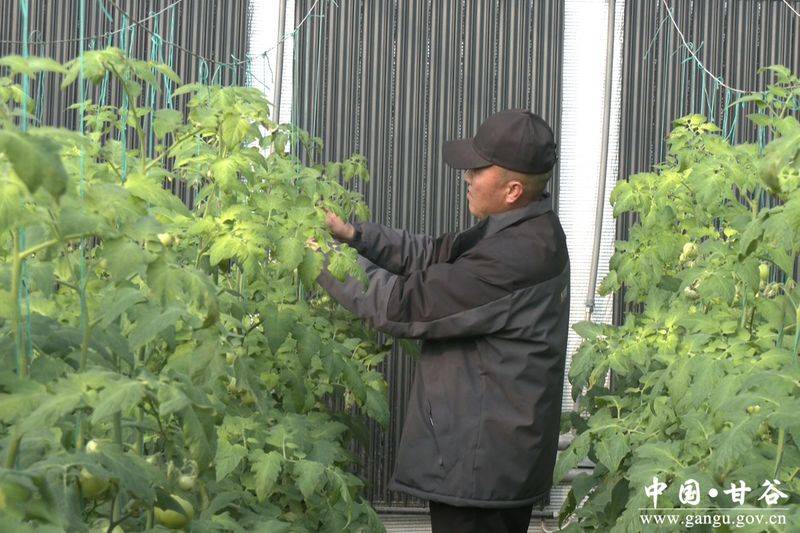 冬季西红柿种植技术