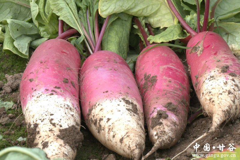 冬季西红柿种植技术