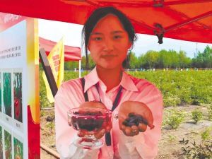 Heilong river grows sandorgan trees