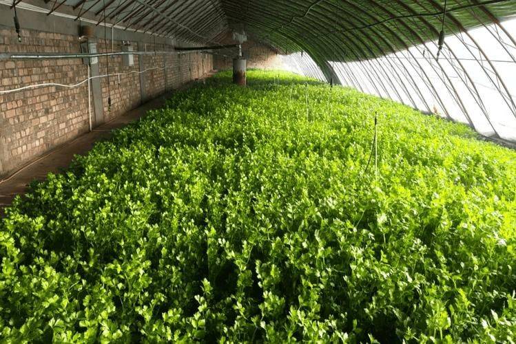 冬季西红柿种植技术