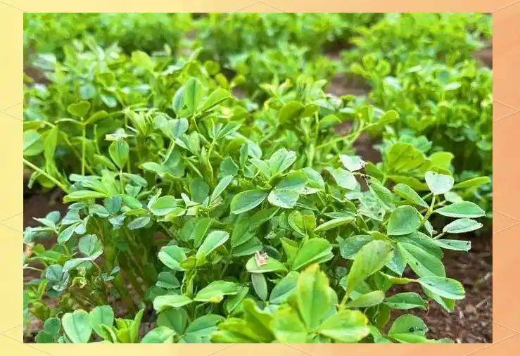 德国农业种植技术