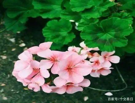 自己天竺葵种子种植方法