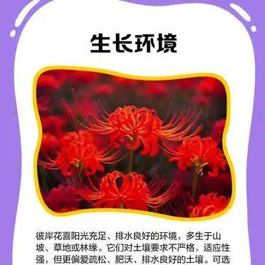 曼莎珠华种植方法