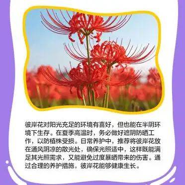 曼莎珠华种植方法