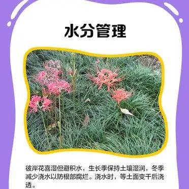 曼莎珠华种植方法