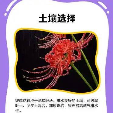 曼莎珠华种植方法