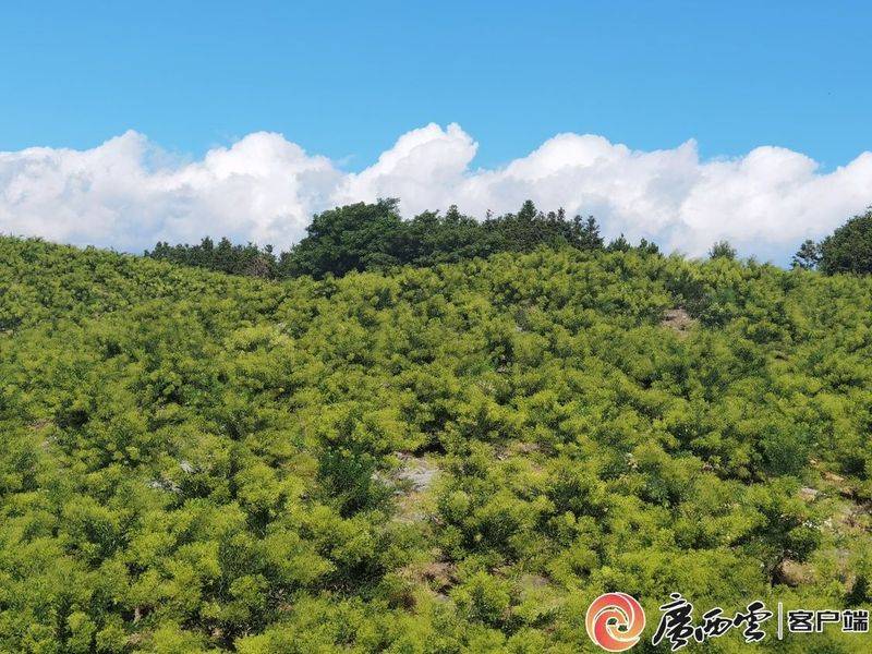 厂家槐米树种植方法