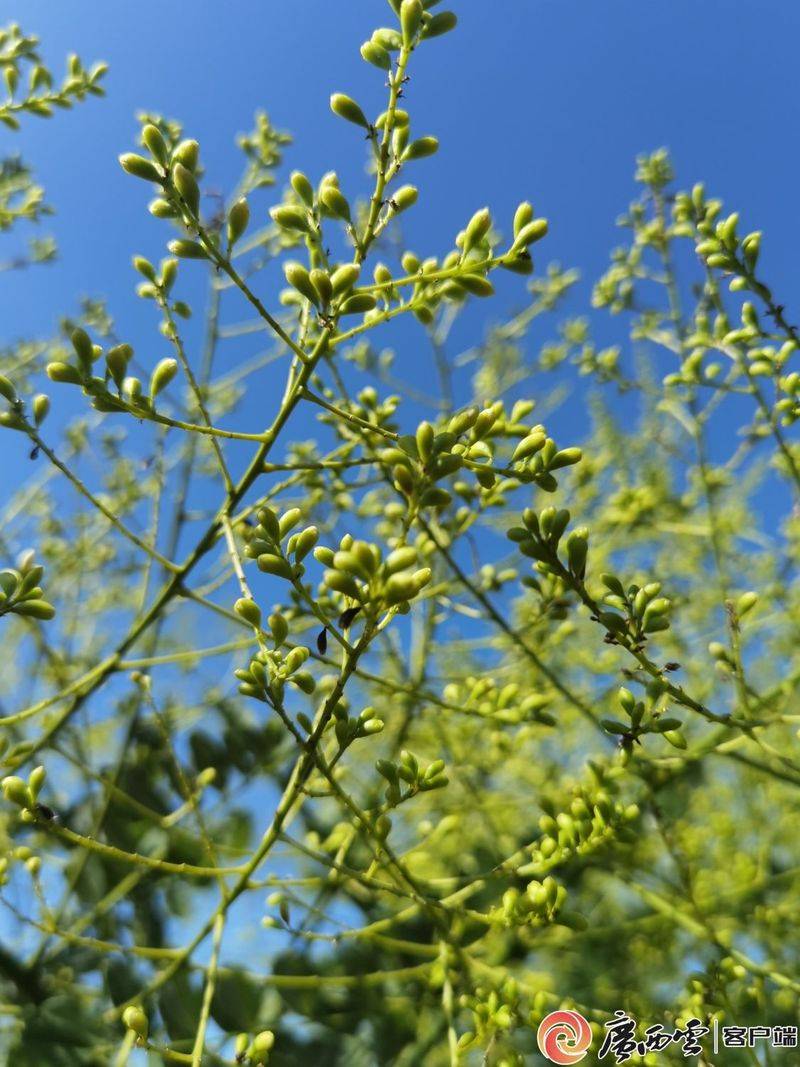 厂家槐米树种植方法