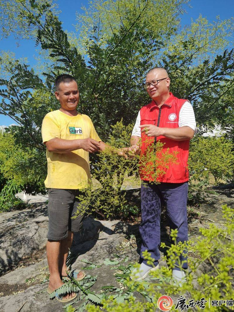 厂家槐米树种植方法