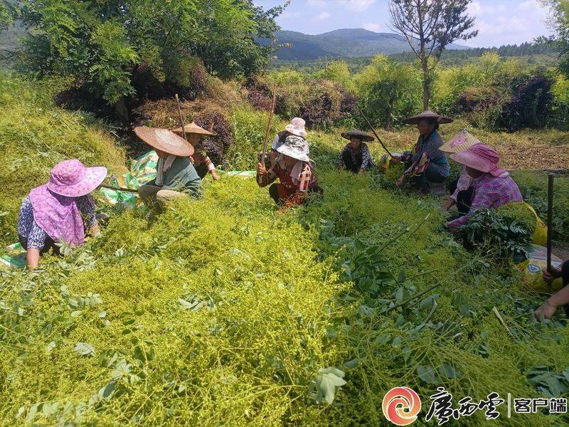 厂家槐米树种植方法