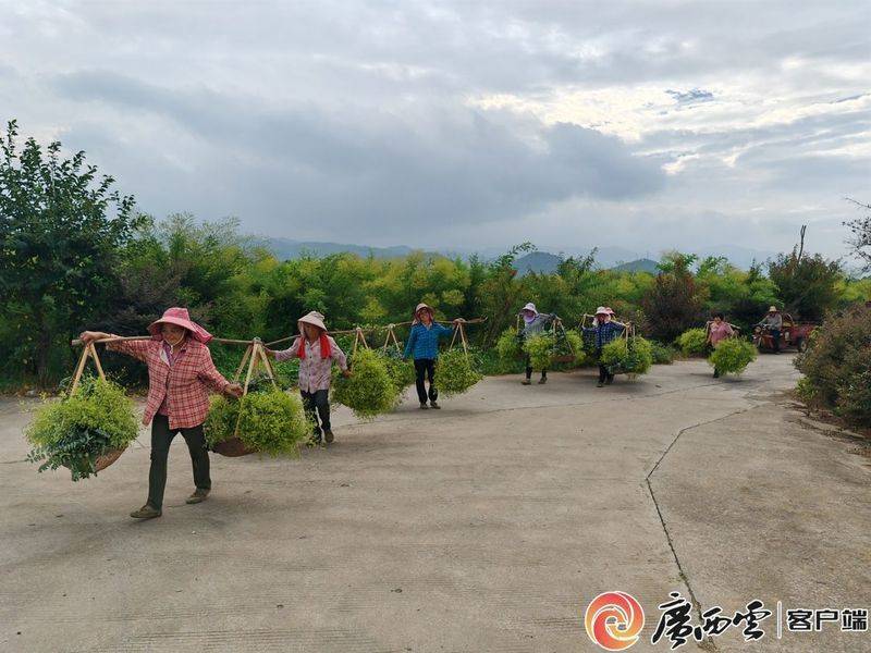 厂家槐米树种植方法