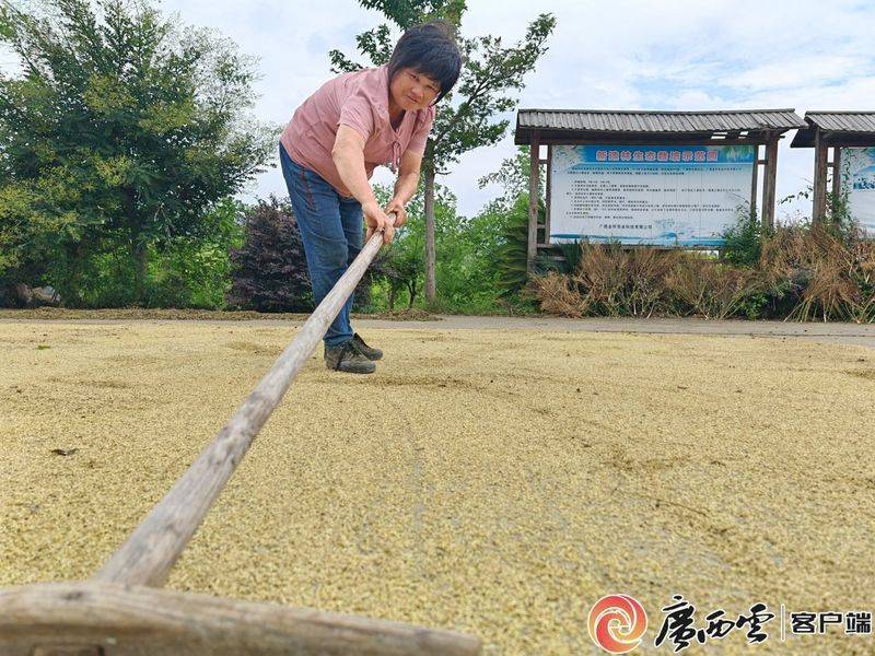 厂家槐米树种植方法