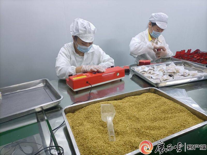 厂家槐米树种植方法