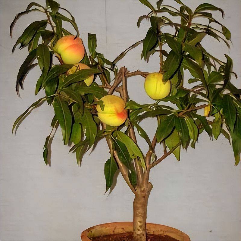 水蜜桃种植技术
