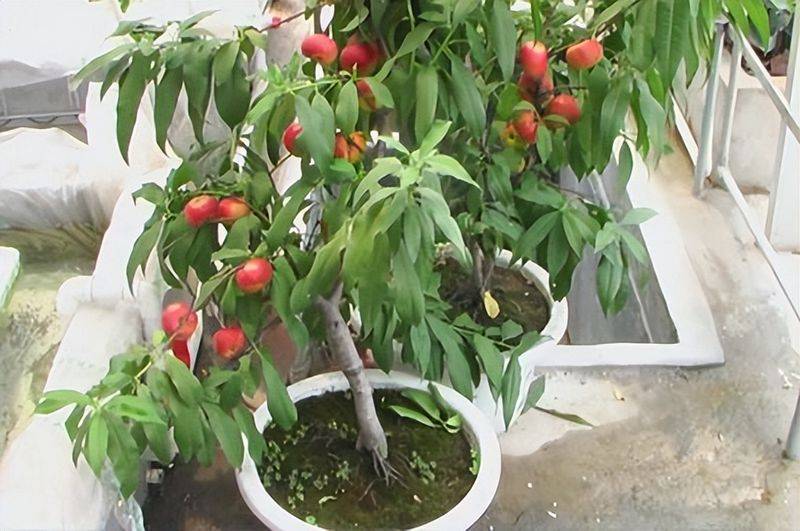 水蜜桃种植技术