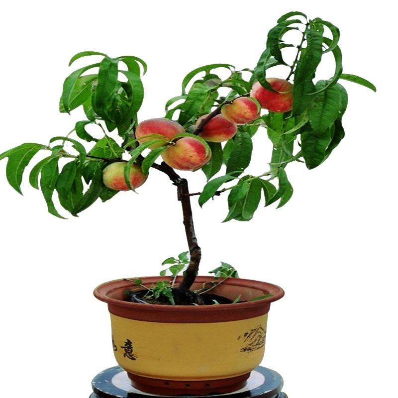 水蜜桃种植技术