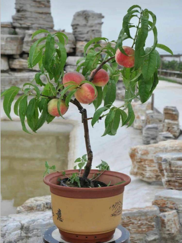 水蜜桃种植技术