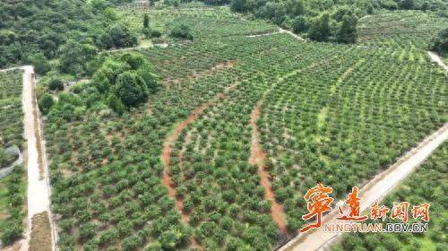 厂家槐米树种植方法