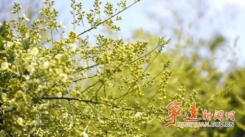 厂家槐米树种植方法