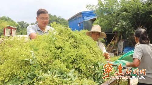 厂家槐米树种植方法