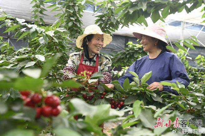 Cherry tree planting techniques