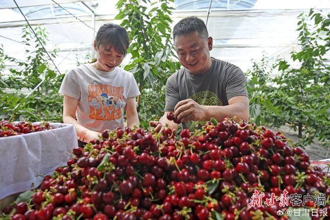 Cherry tree planting techniques
