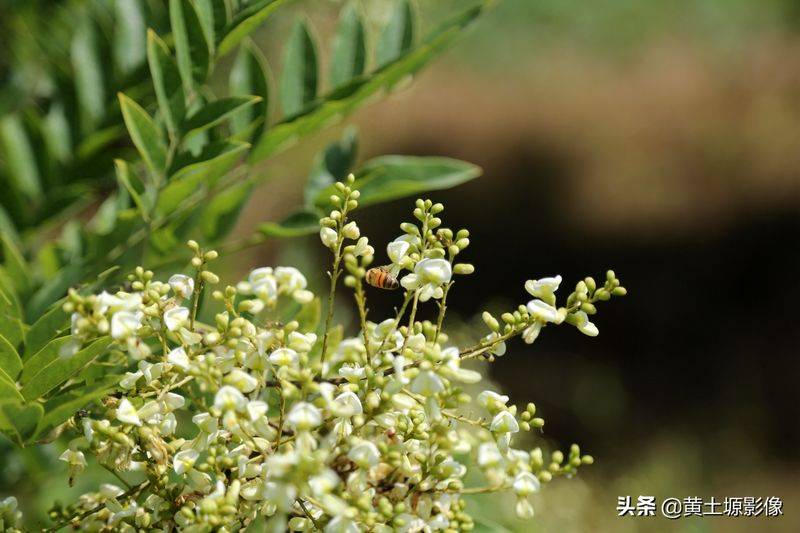 厂家槐米树种植方法