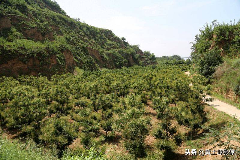 厂家槐米树种植方法