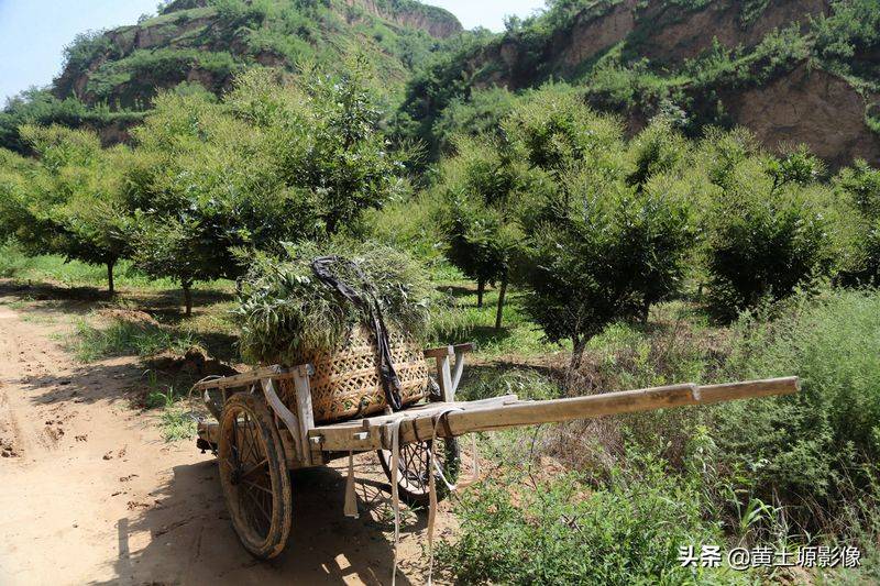 厂家槐米树种植方法