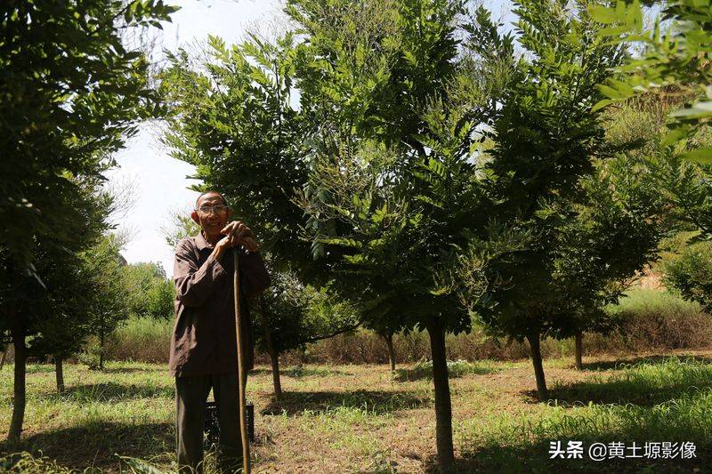 厂家槐米树种植方法