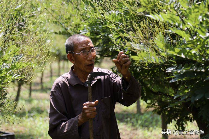 厂家槐米树种植方法