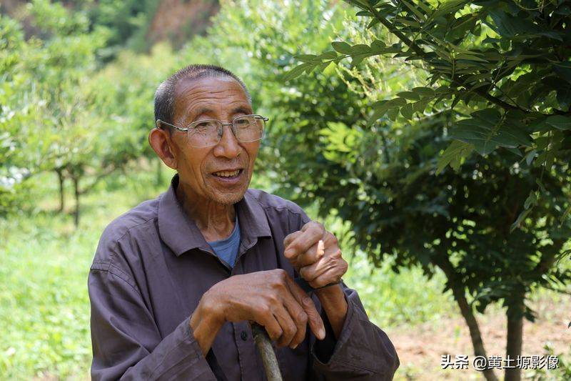 厂家槐米树种植方法