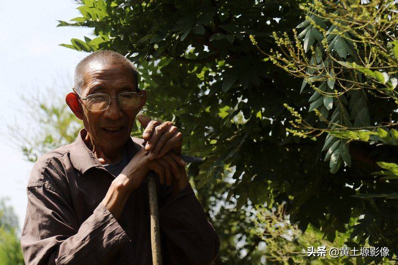 厂家槐米树种植方法
