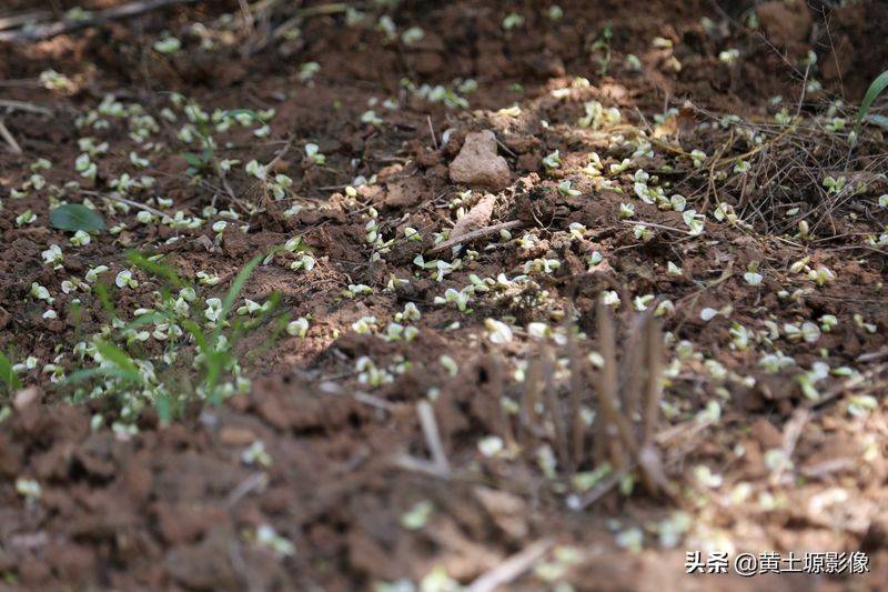 厂家槐米树种植方法