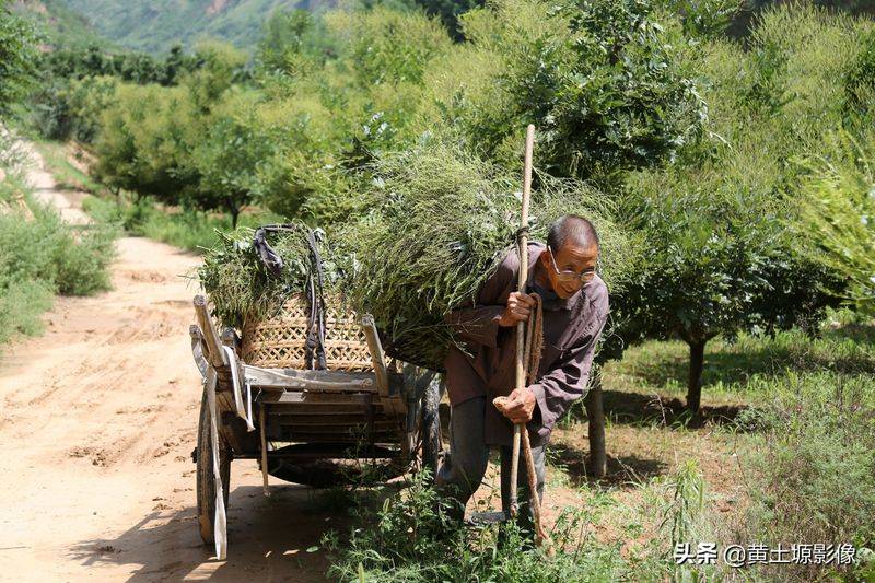 厂家槐米树种植方法