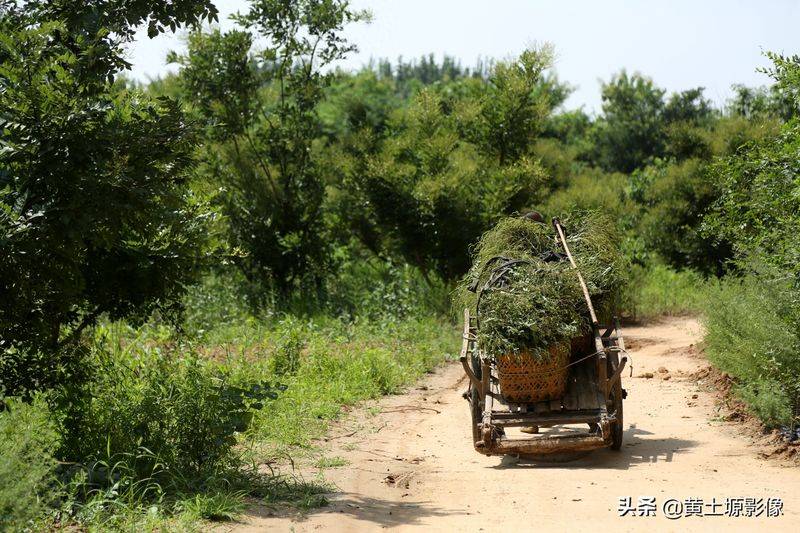 厂家槐米树种植方法