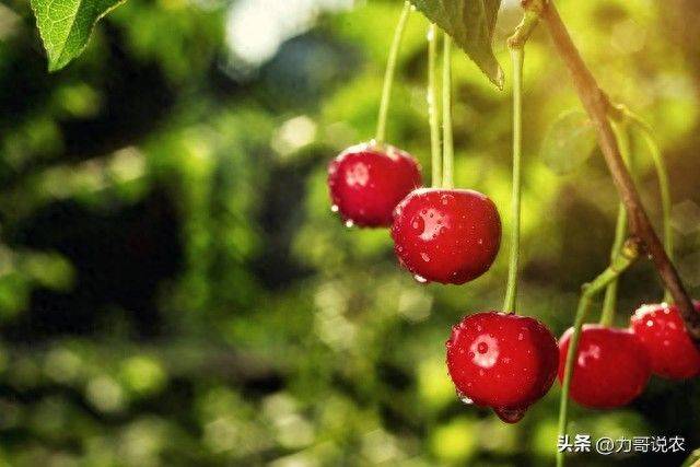 Cherry tree planting techniques