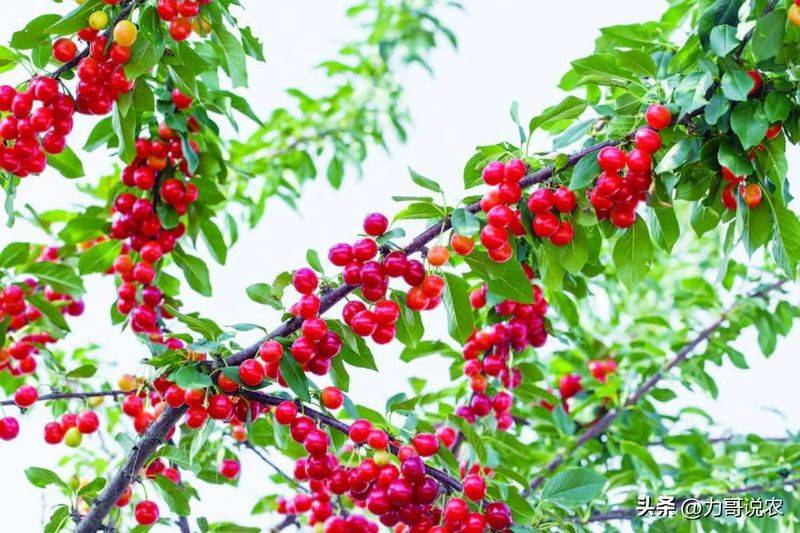Cherry tree planting techniques