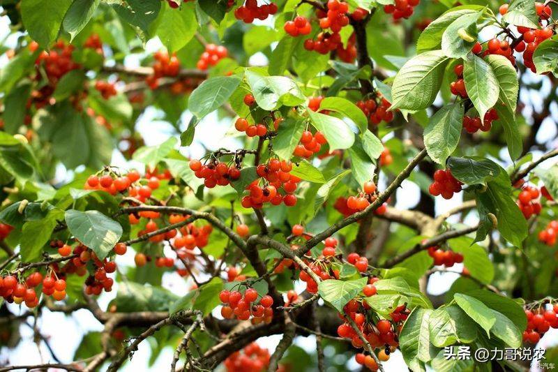 Cherry tree planting techniques