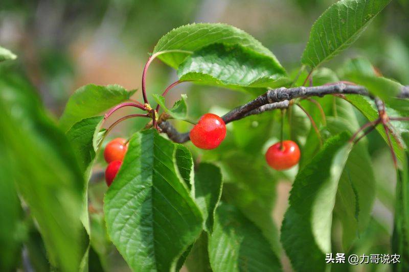 Cherry tree planting techniques