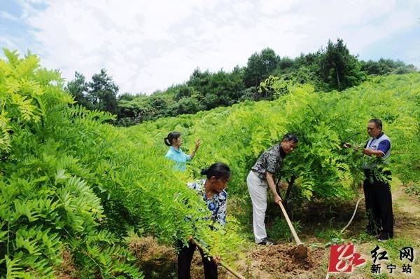 厂家槐米树种植方法