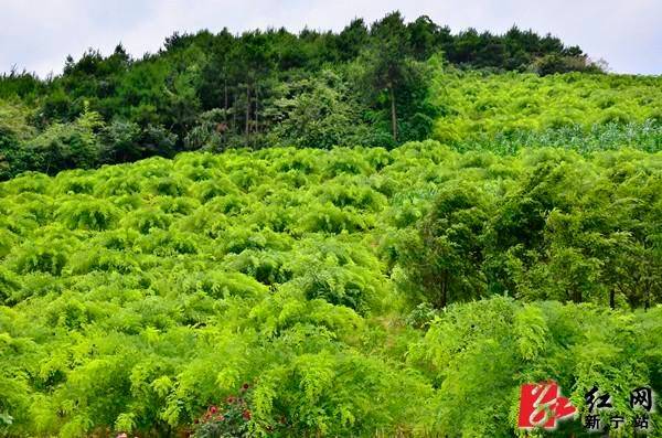 厂家槐米树种植方法