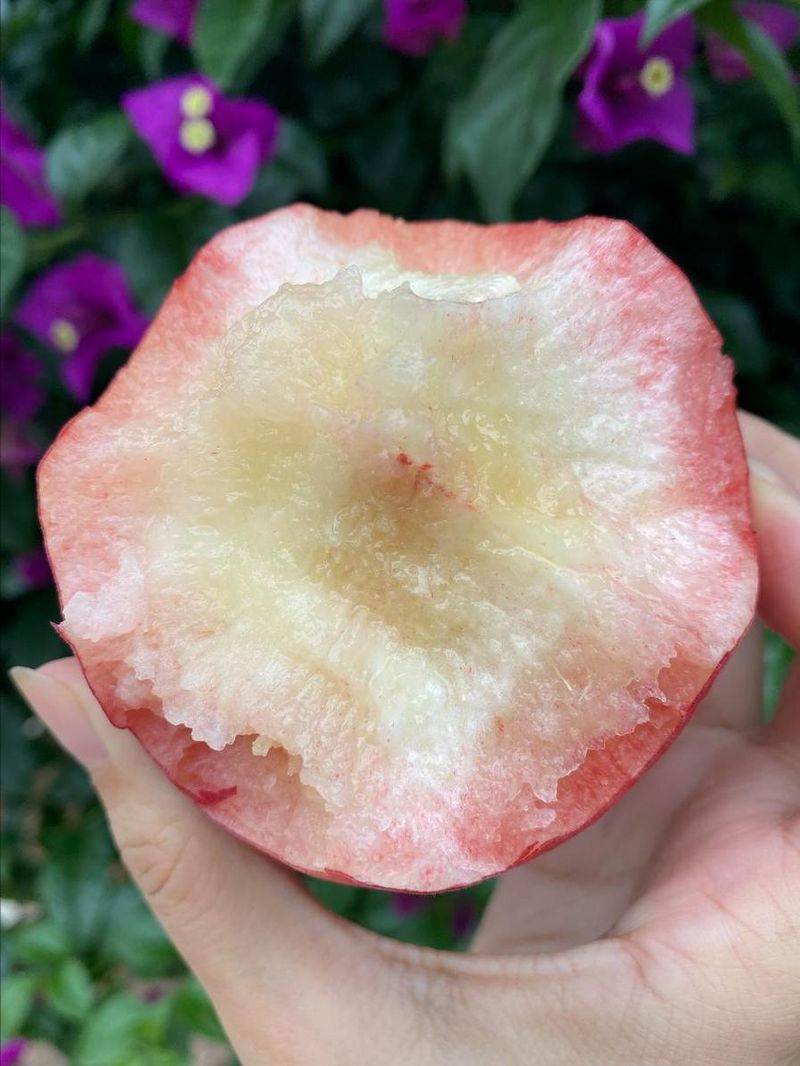 水蜜桃种植技术