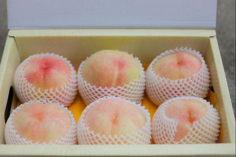 水蜜桃种植技术